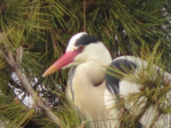 2022年3月21日(月) 夙川河川敷緑地(夙川公園)-2の野鳥観察記録