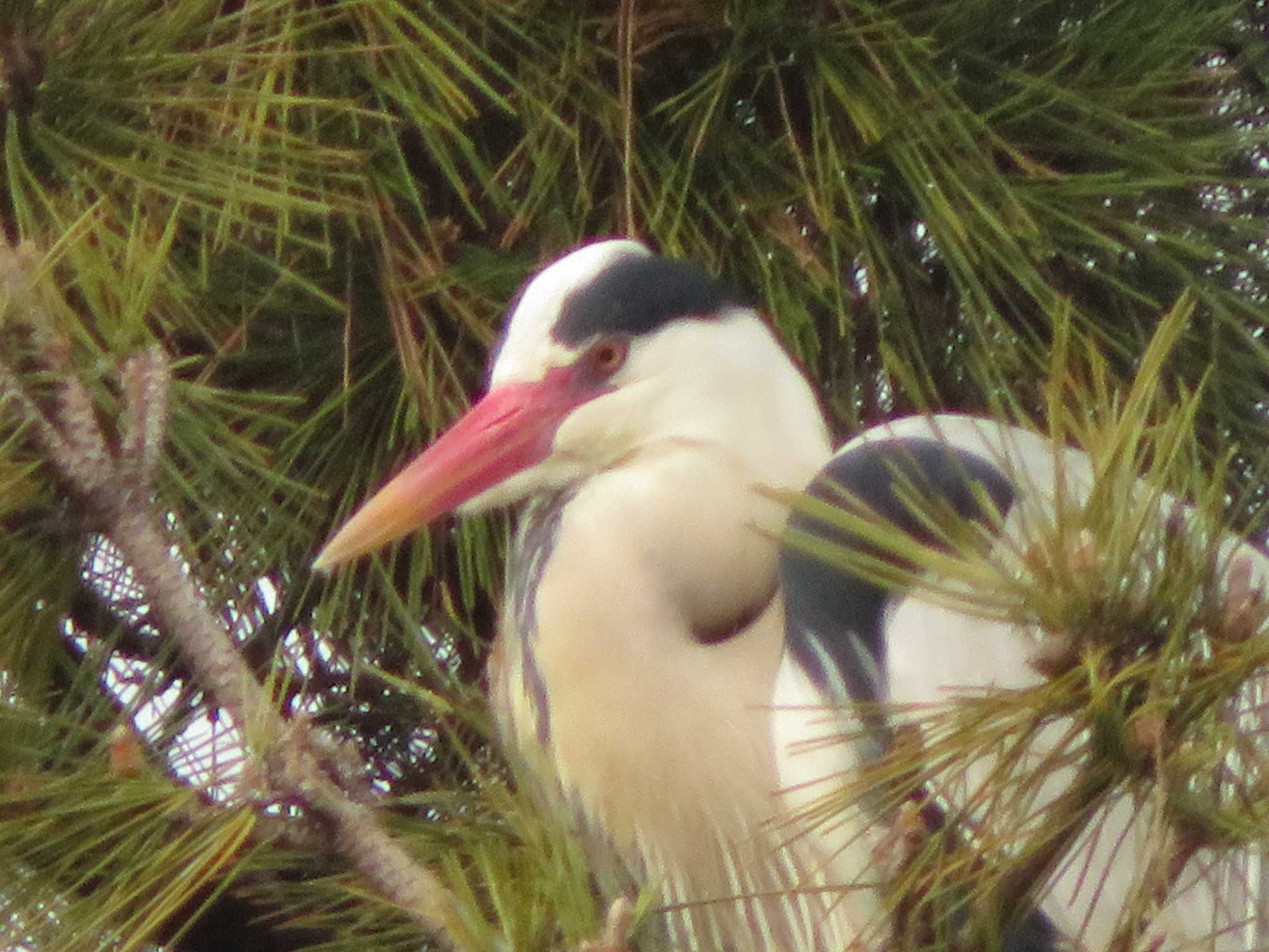 Grey Heron