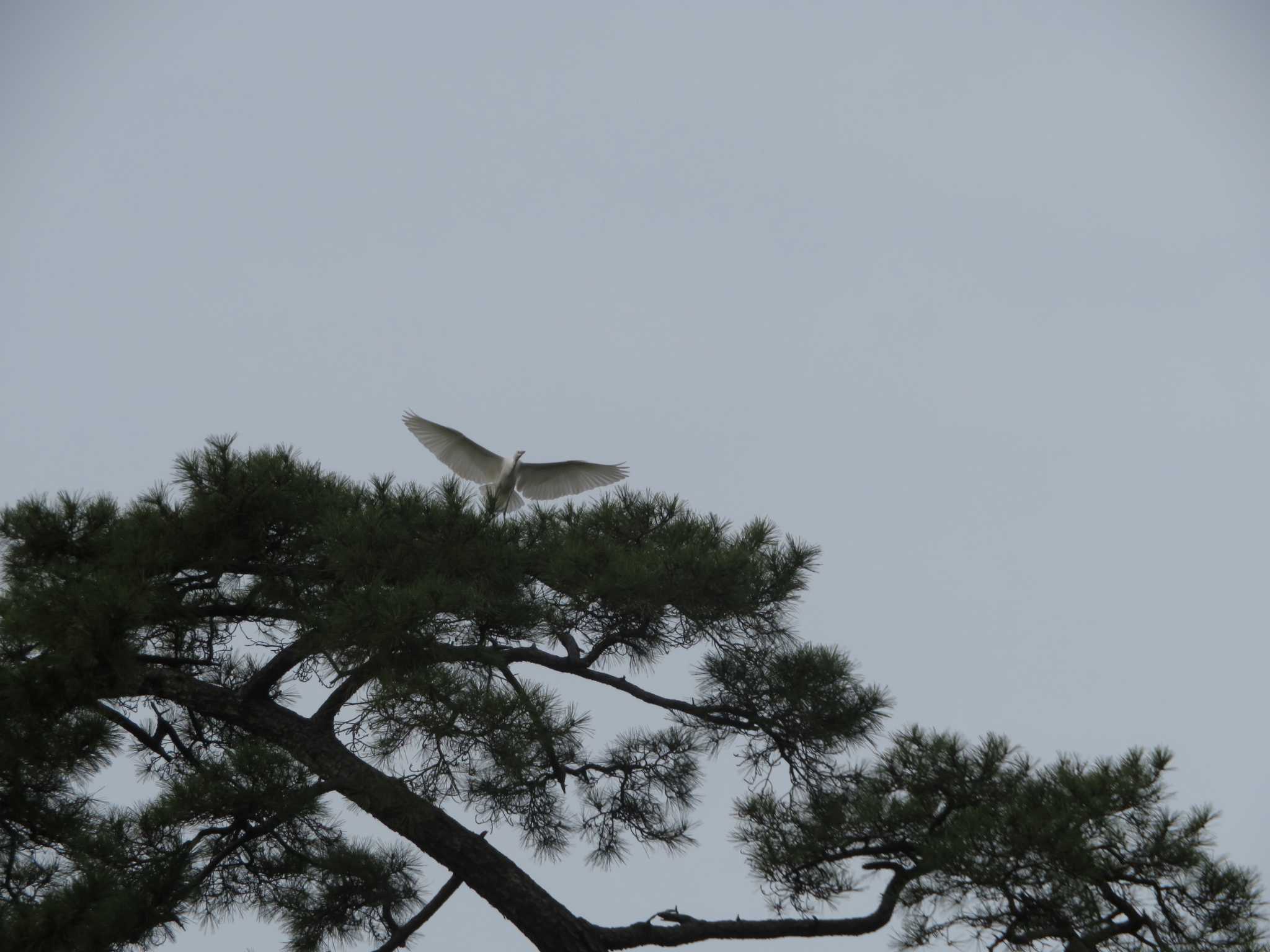 Little Egret