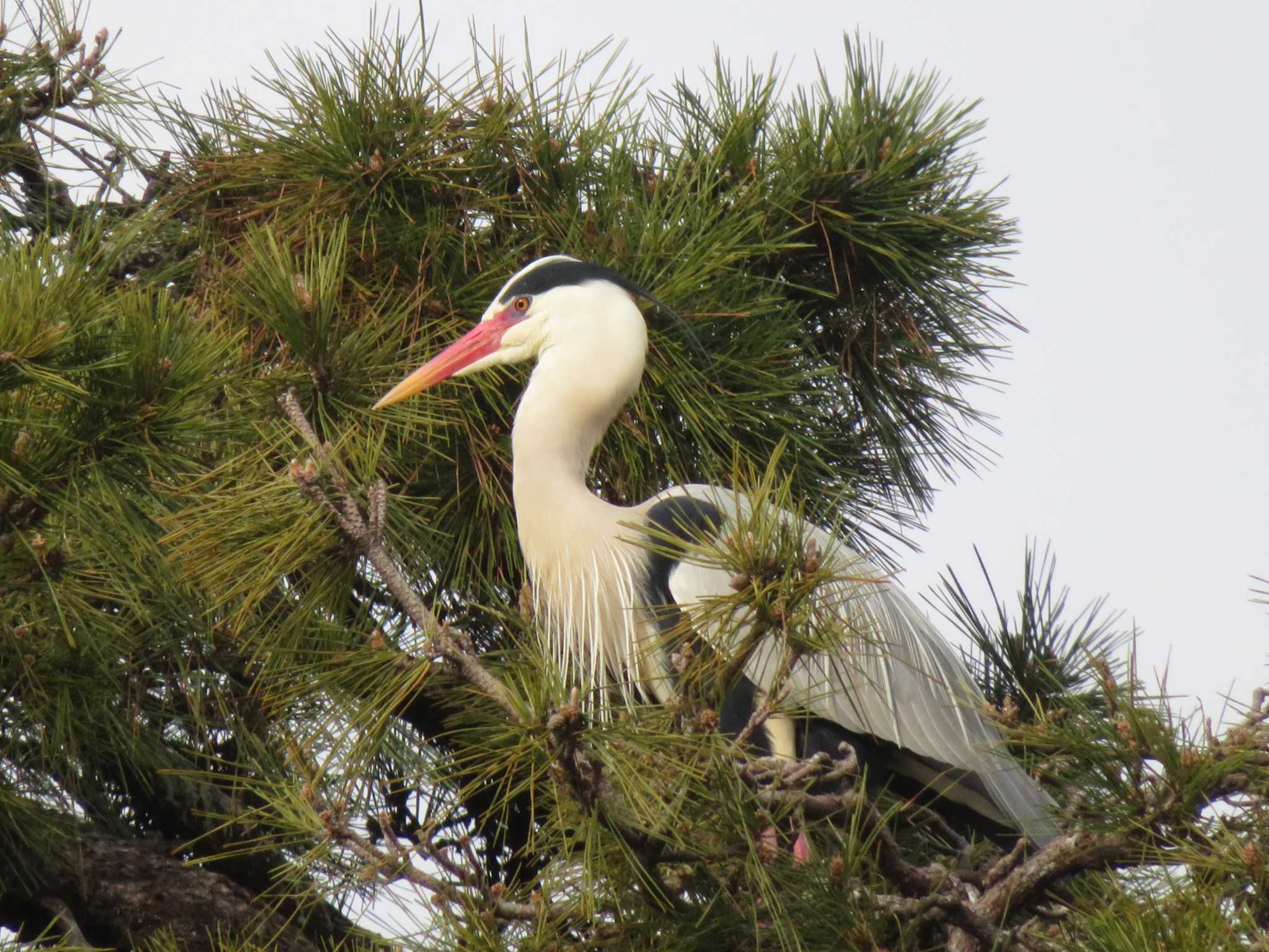 Grey Heron