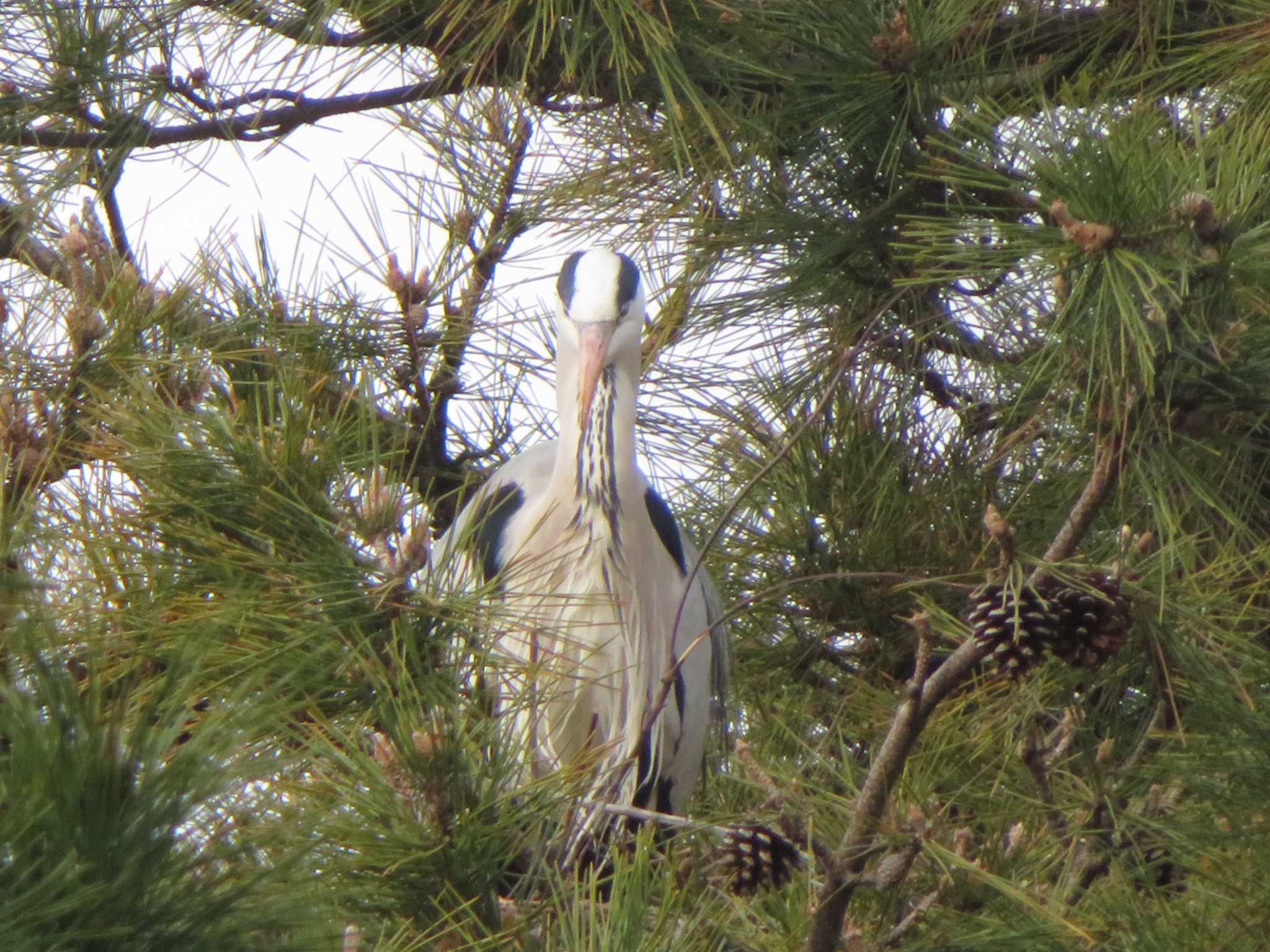 Grey Heron