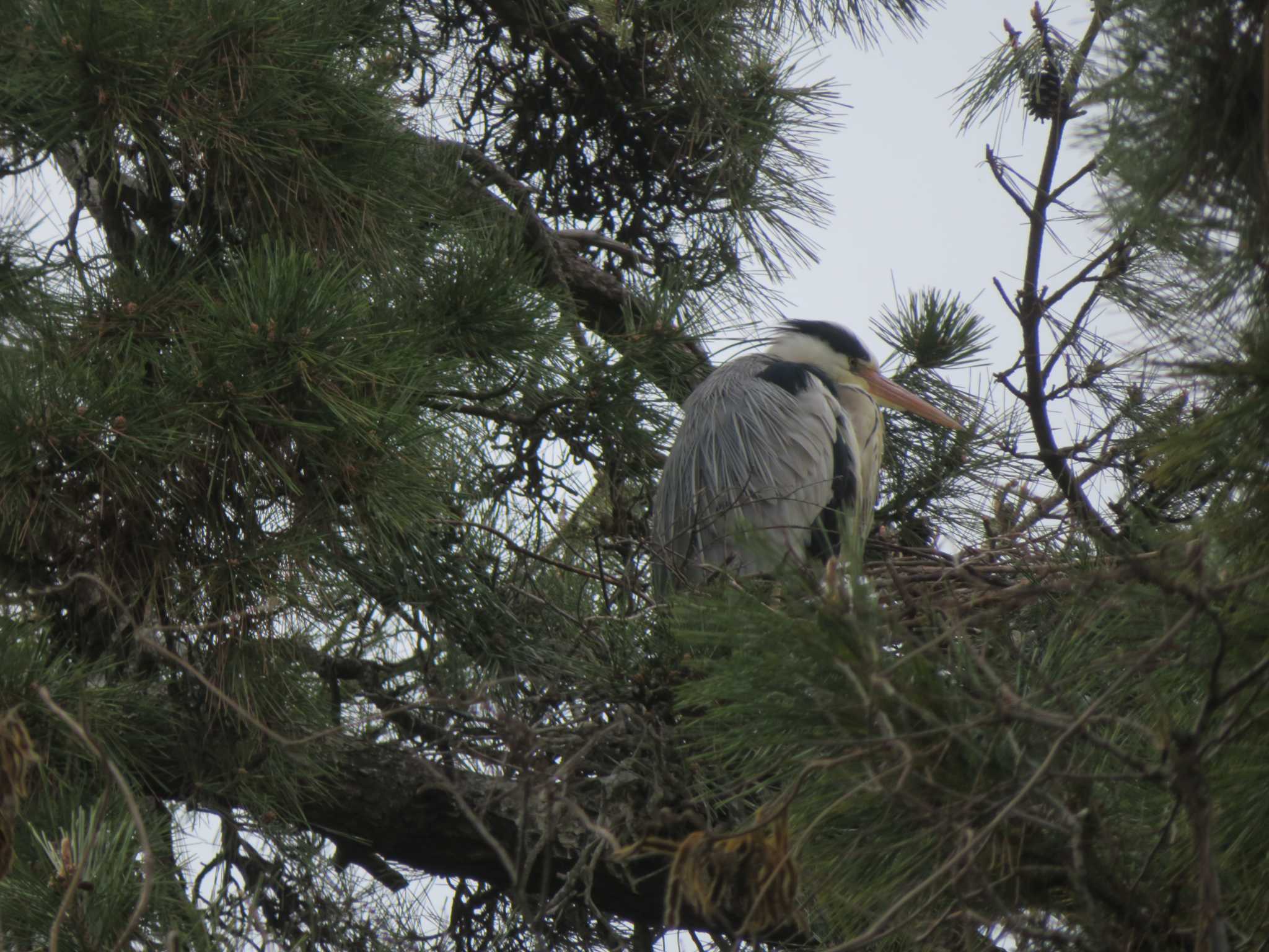 Grey Heron