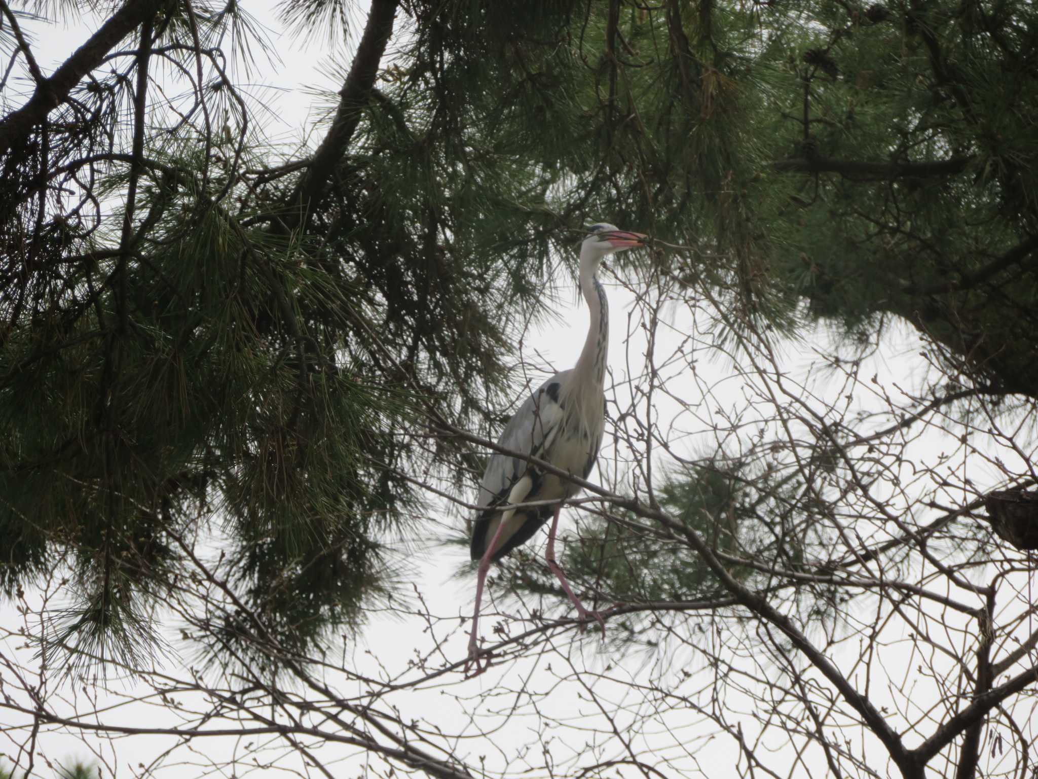 Grey Heron