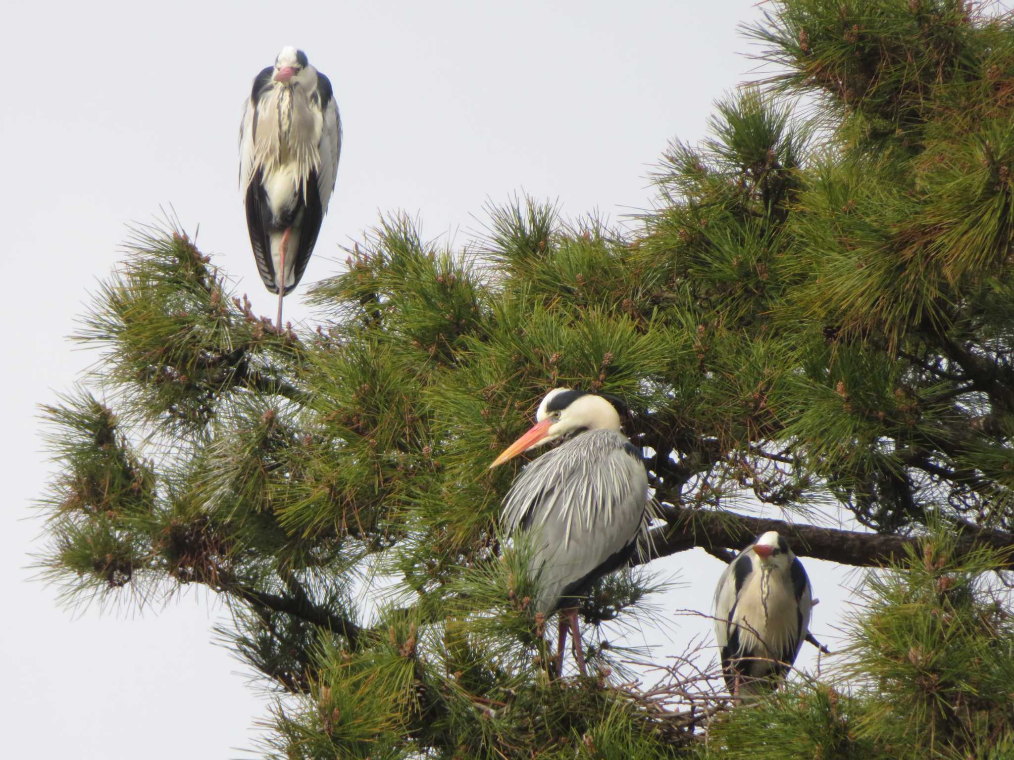 Grey Heron