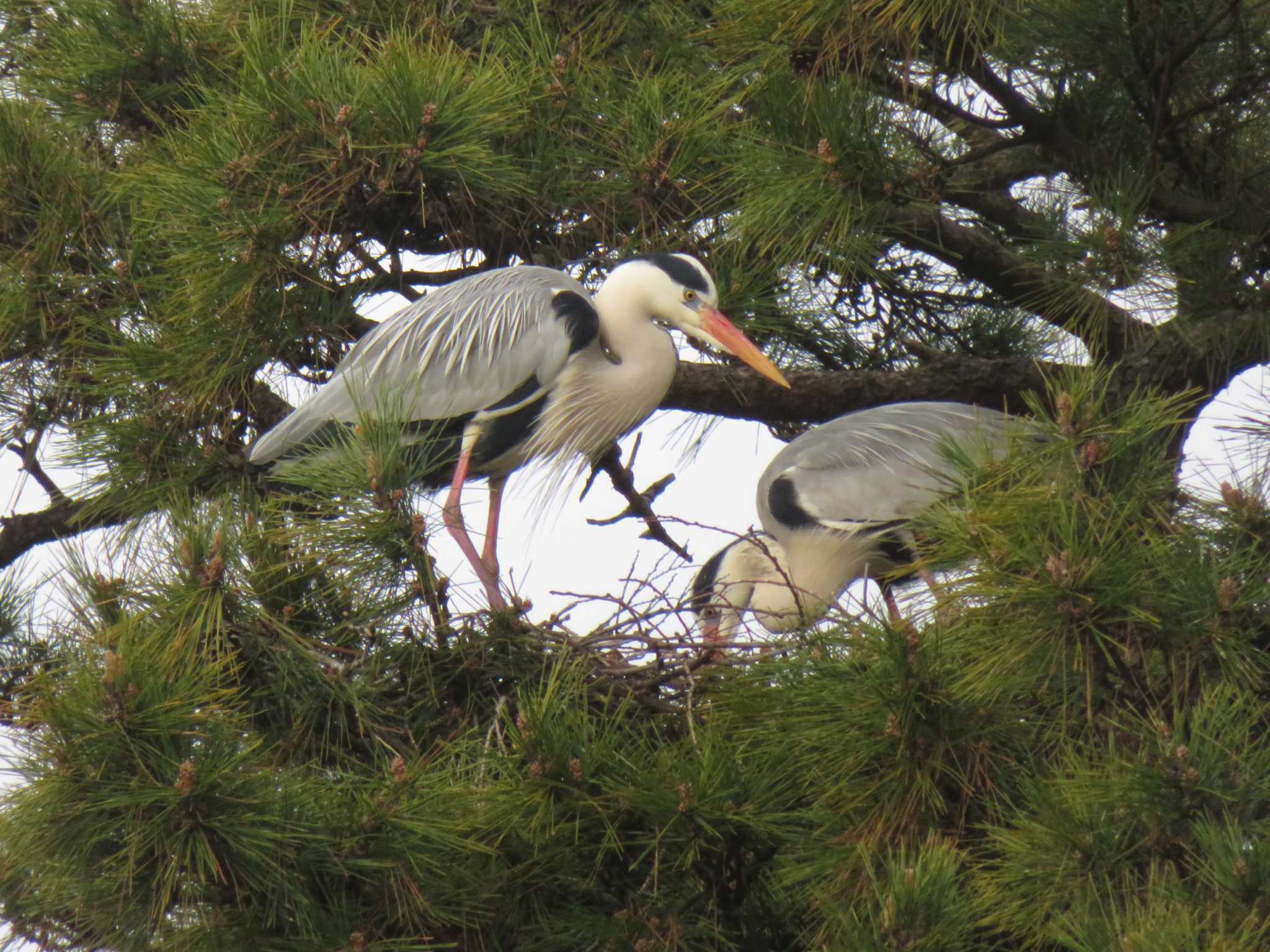 Grey Heron