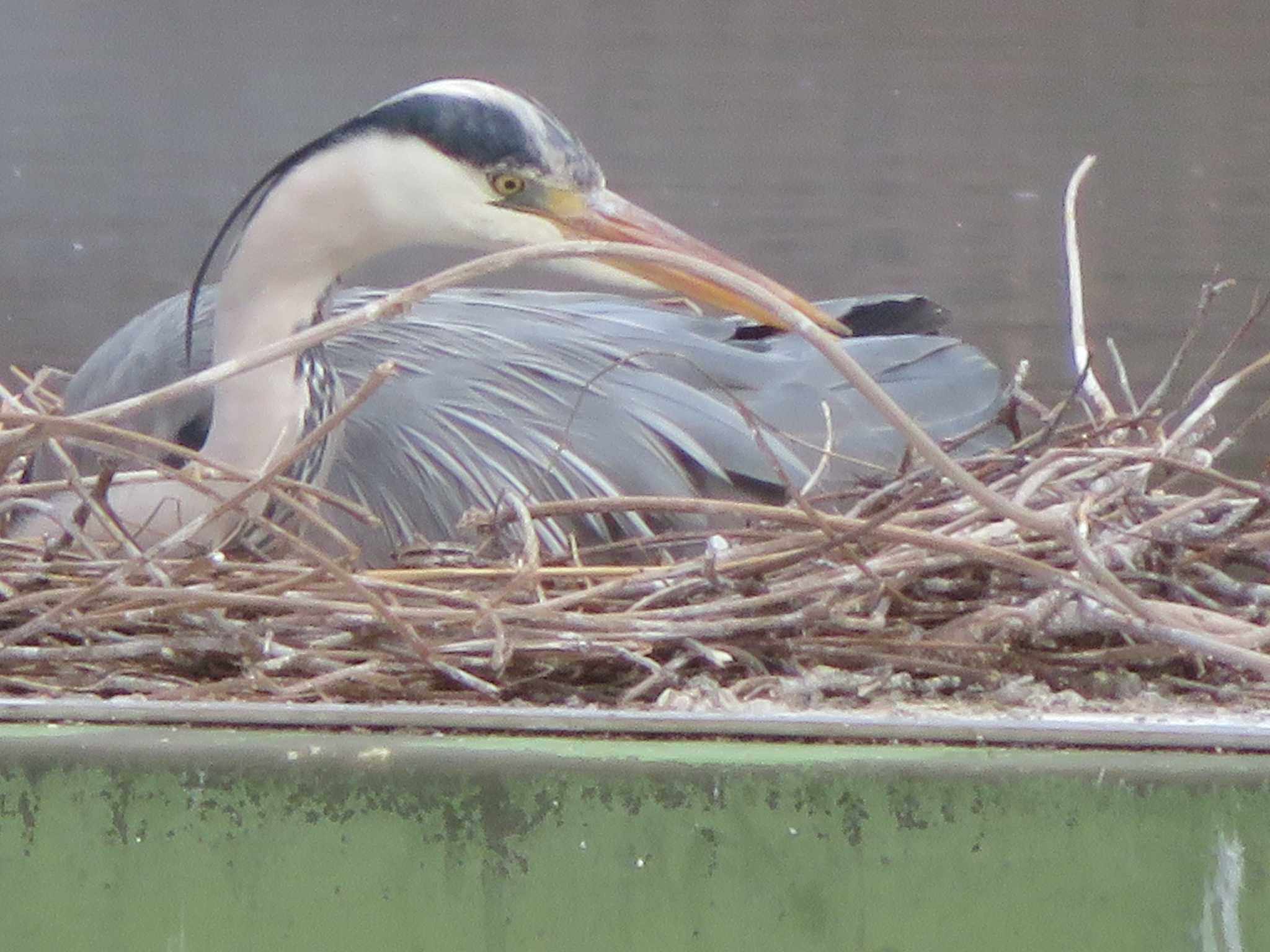 Grey Heron