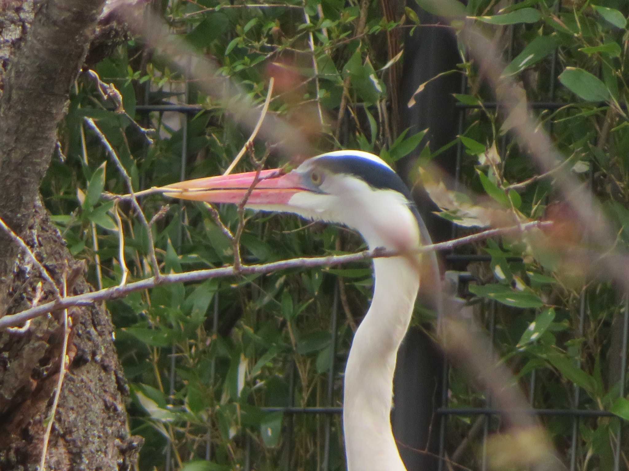 Grey Heron