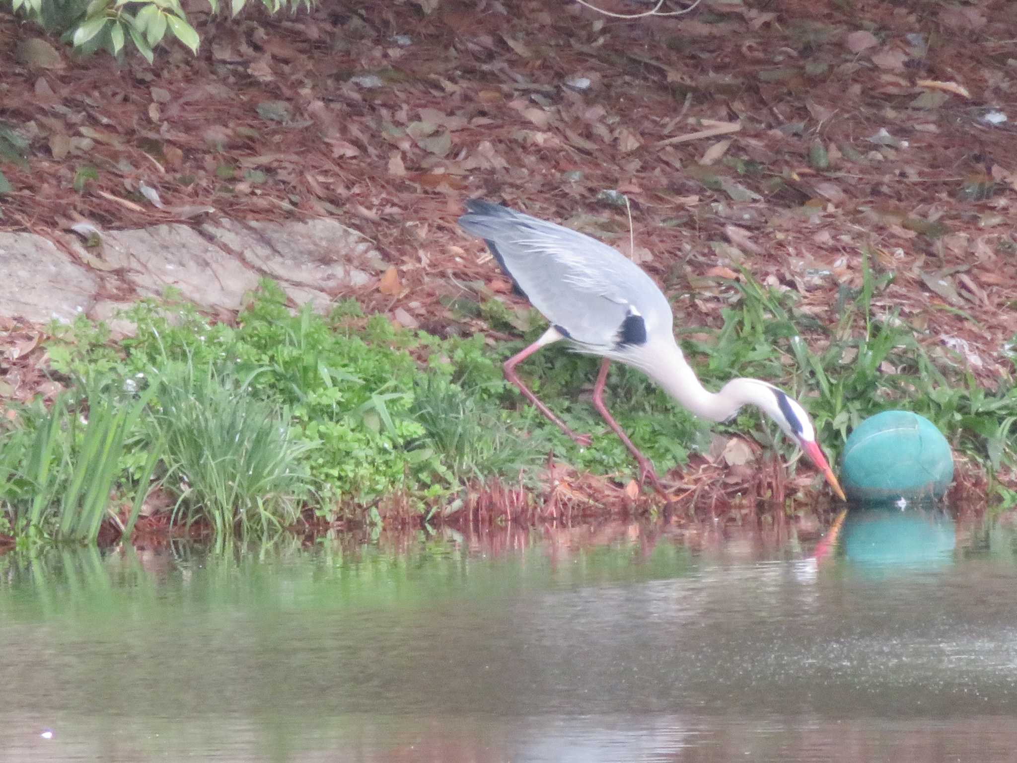 Grey Heron