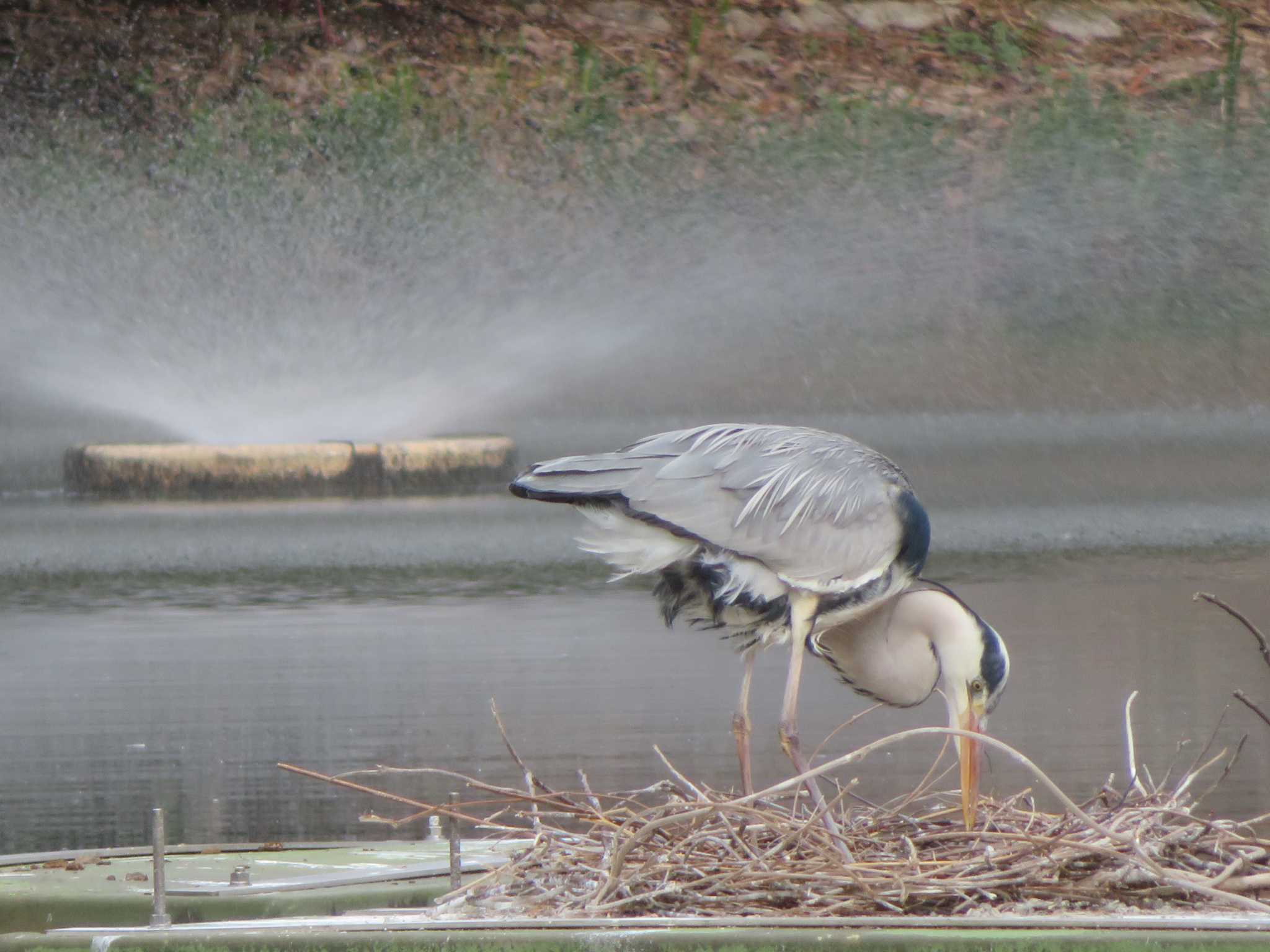 Grey Heron