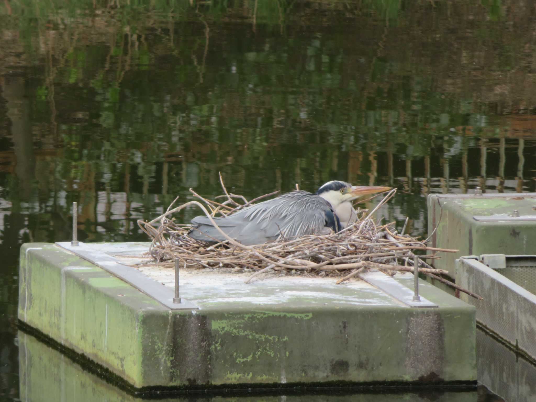 Grey Heron