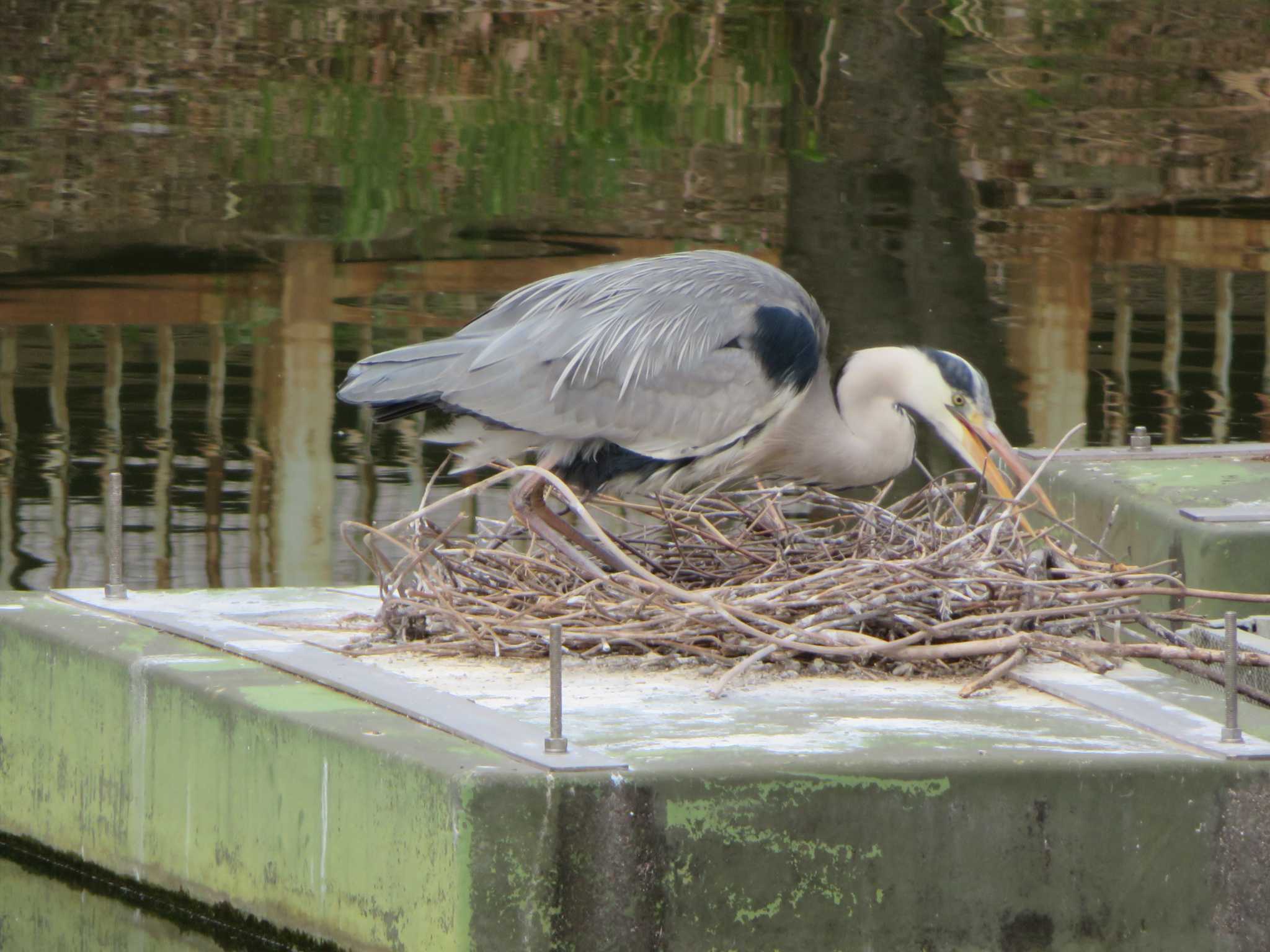 Grey Heron