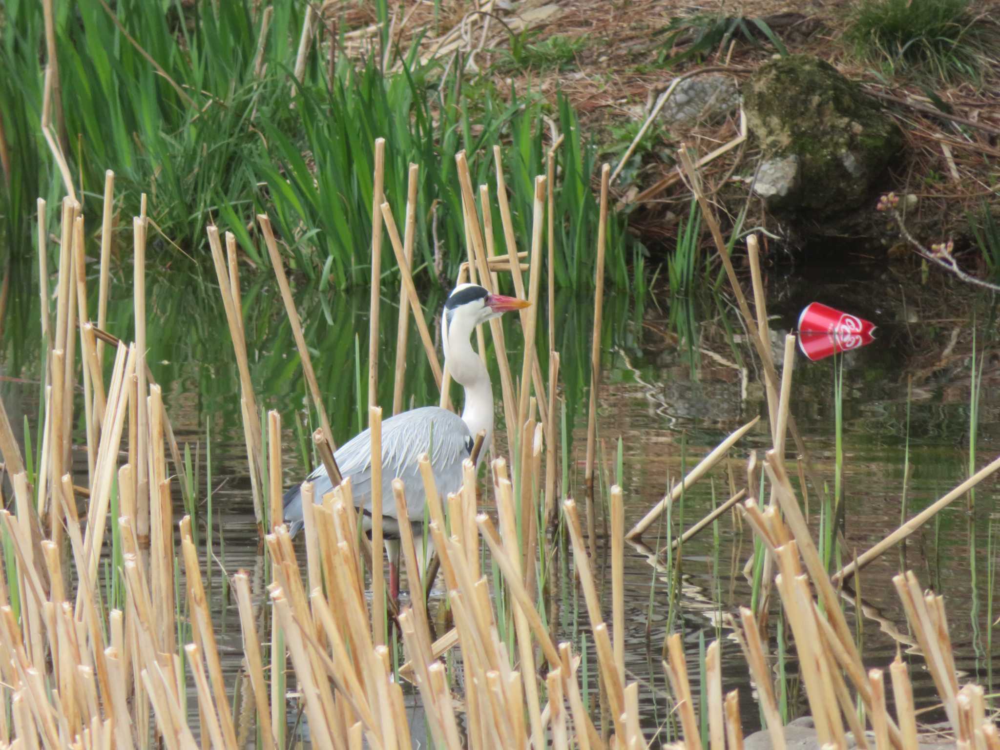 Grey Heron