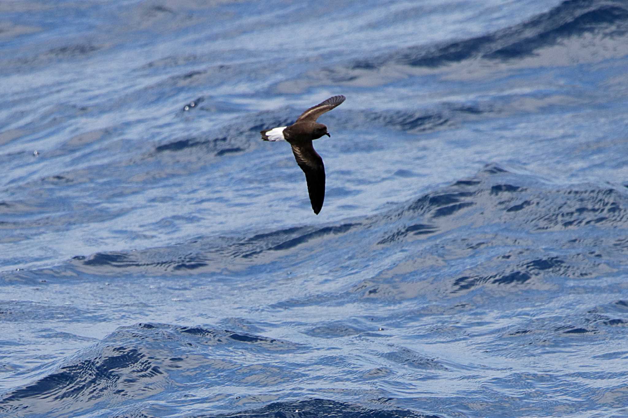 Photo of Wedge-rumped Storm Petrel at Galapagos Islands(Ecuador) by とみやん