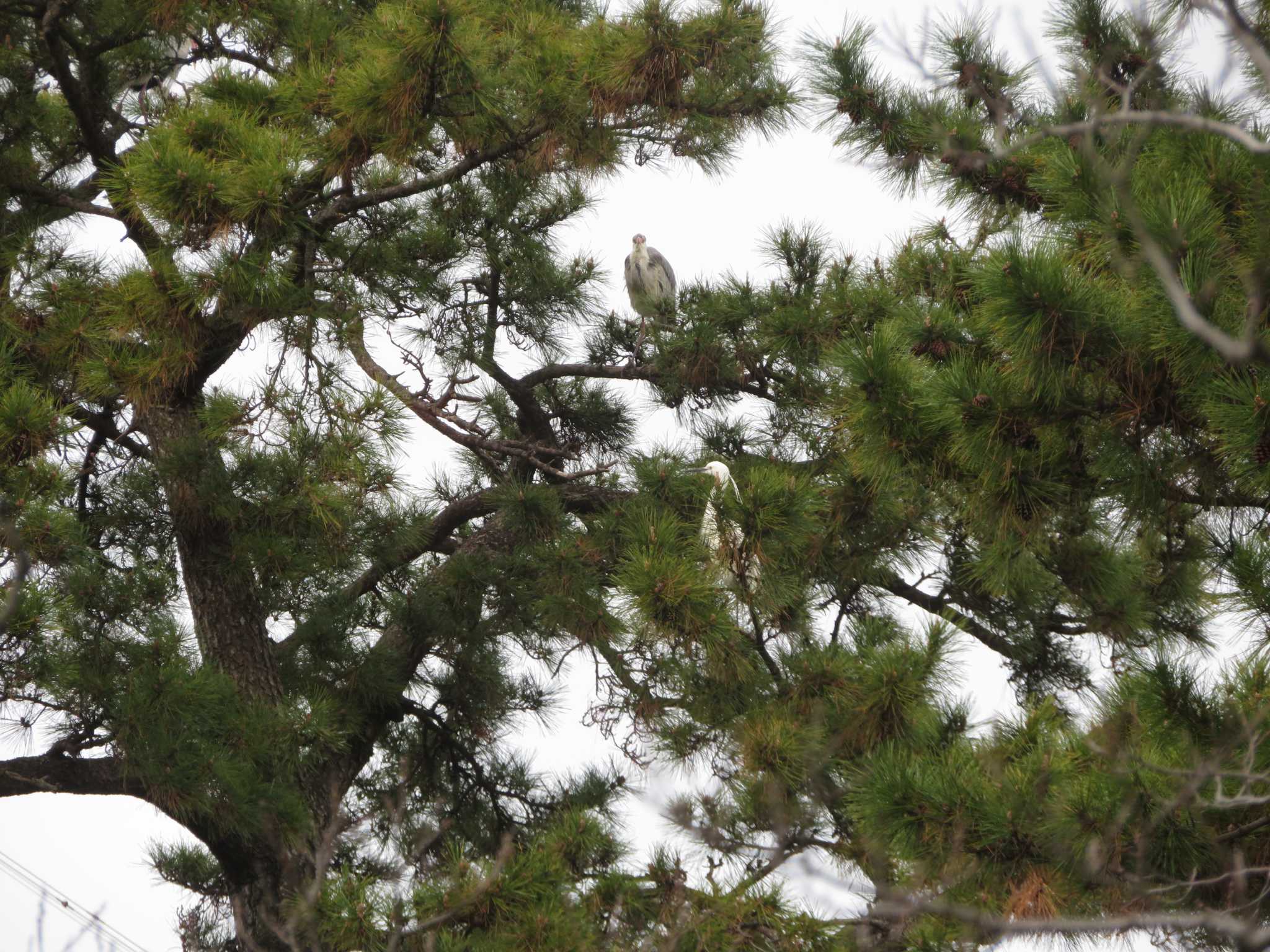 Little Egret