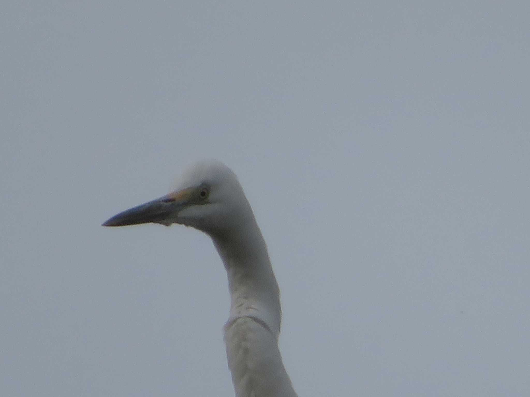 Great Egret