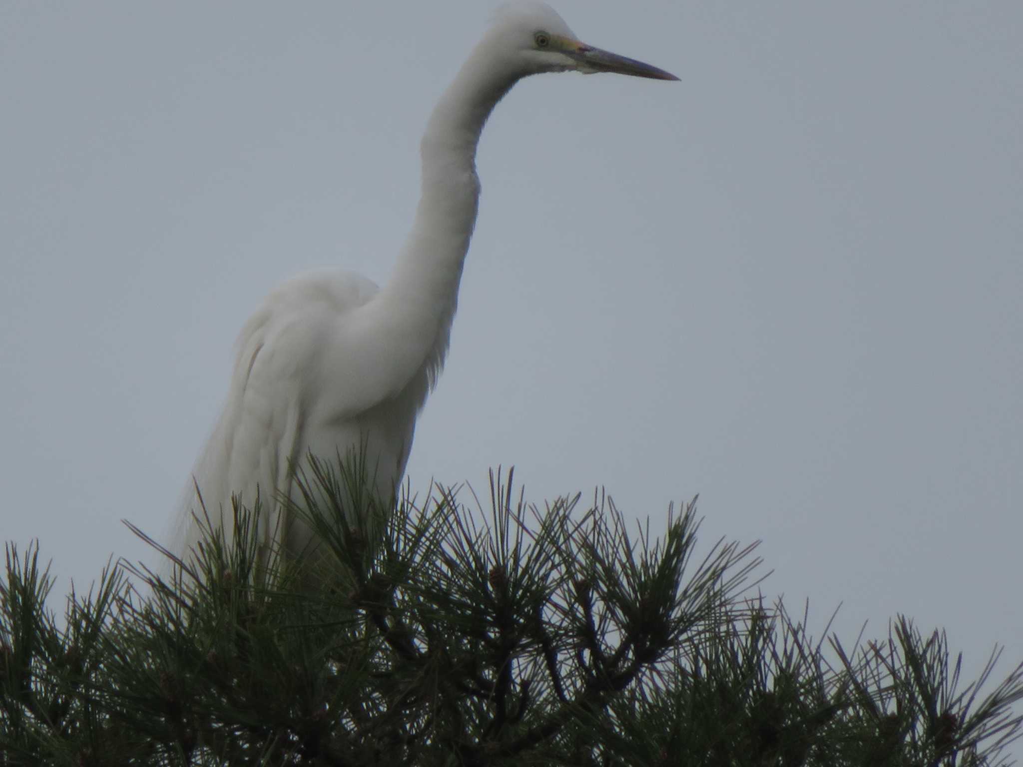 Great Egret