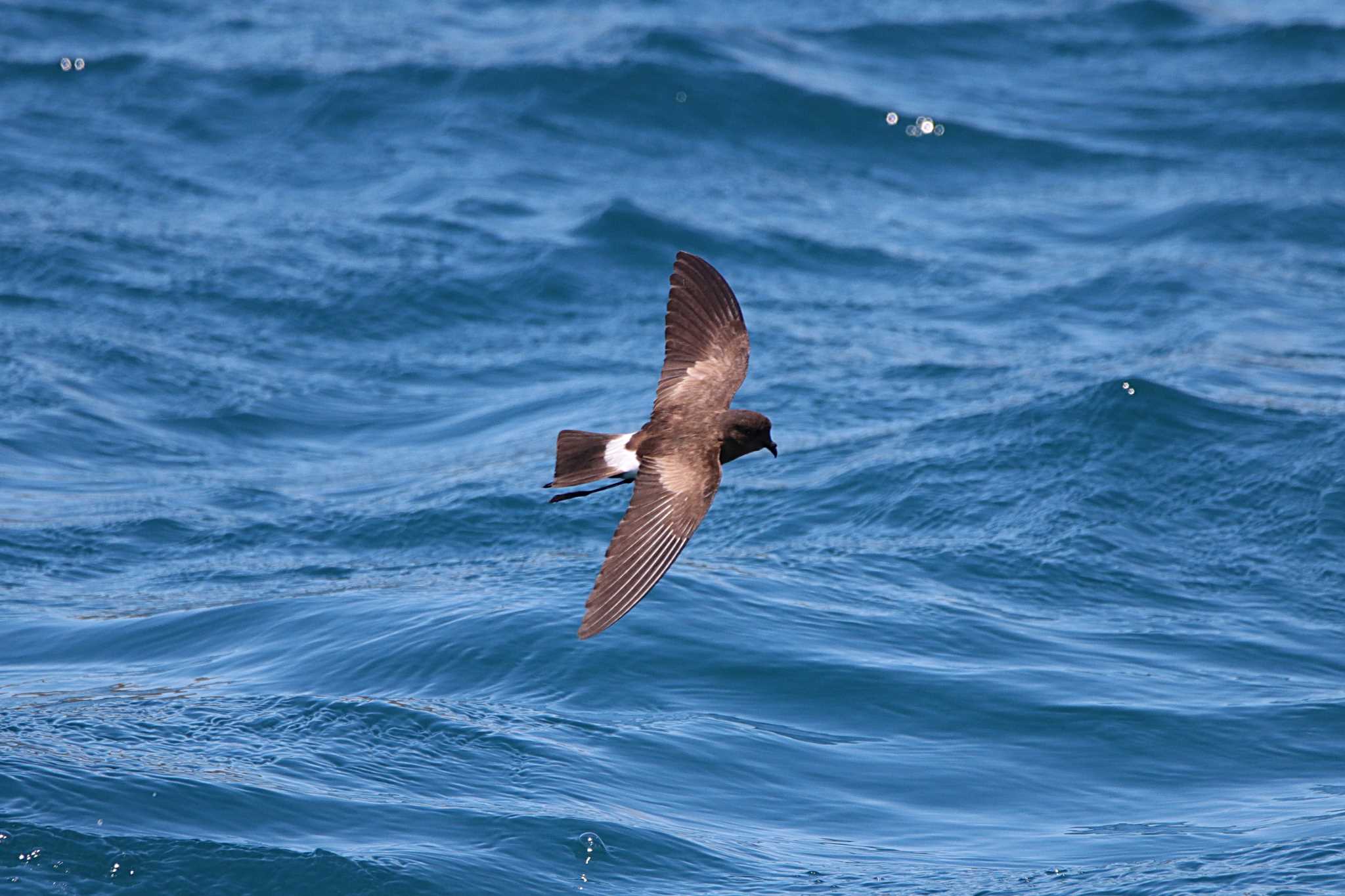 Photo of Elliot's Storm Petrel at Galapagos Islands(Ecuador) by とみやん