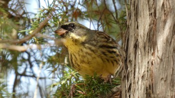 Masked Bunting Arima Fuji Park Mon, 3/21/2022