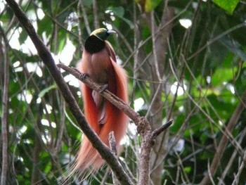 アカカザリフウチョウ