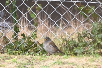 2022年3月22日(火) 宝梅の野鳥観察記録