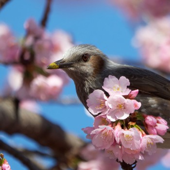 ヒヨドリ 日比谷公園 2022年3月14日(月)