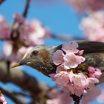 ヒヨドリ 日比谷公園 2022年3月14日(月)