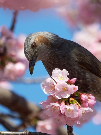 ヒヨドリ 日比谷公園 2022年3月14日(月)