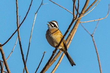 Meadow Bunting 糸島市 Sun, 2/27/2022