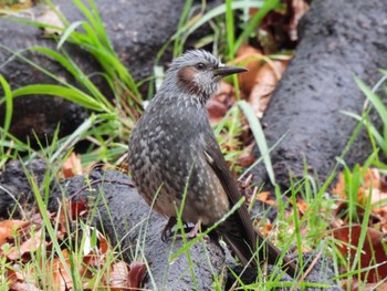 Brown-eared Bulbul 神戸大学 Tue, 3/22/2022