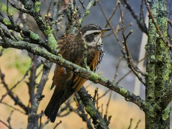 2022年3月22日(火) 自宅の野鳥観察記録