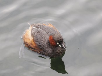 カイツブリ 井の頭公園 2022年3月20日(日)