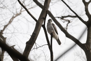 Eurasian Goshawk Unknown Spots Mon, 3/21/2022