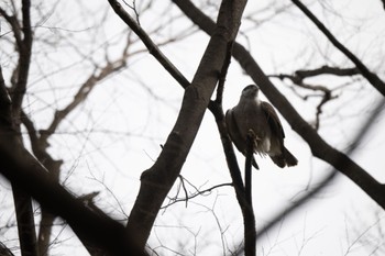 Eurasian Goshawk Unknown Spots Mon, 3/21/2022