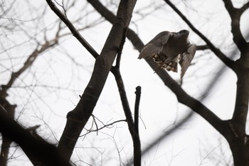 Eurasian Goshawk Unknown Spots Mon, 3/21/2022