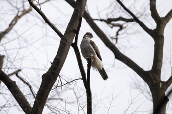 Eurasian Goshawk Unknown Spots Mon, 3/21/2022