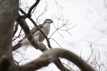 Eurasian Goshawk Unknown Spots Mon, 3/21/2022