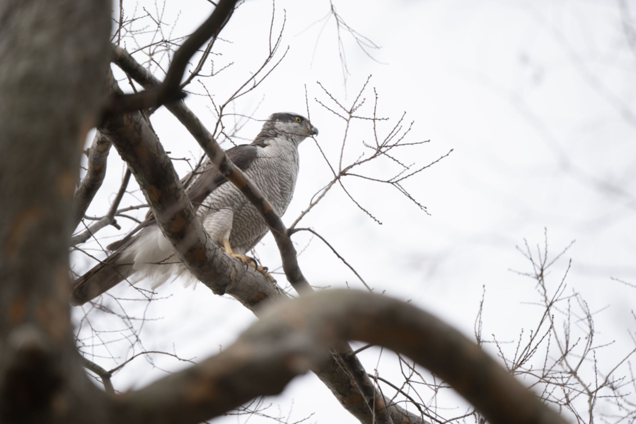 Photo of Eurasian Goshawk at  by アカウント5644