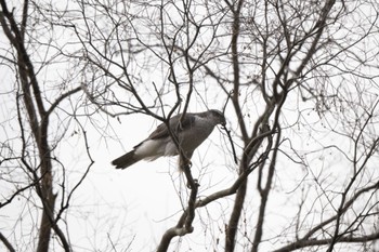 Eurasian Goshawk Unknown Spots Mon, 3/21/2022