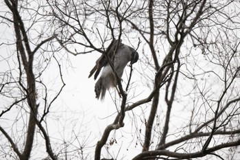 Eurasian Goshawk Unknown Spots Mon, 3/21/2022