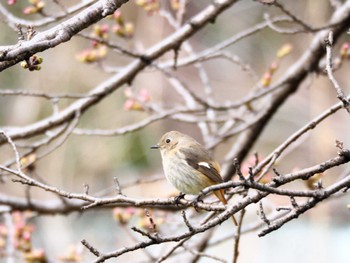 Daurian Redstart 大中公園 Sun, 3/20/2022