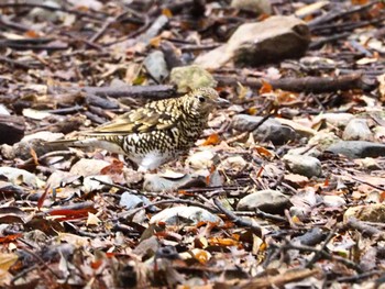 2022年3月20日(日) 春日山原始林の野鳥観察記録