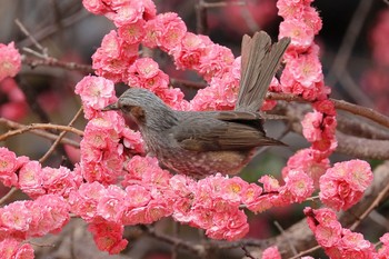 ヒヨドリ 鶴舞公園(名古屋) 2022年3月17日(木)