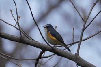 ルリビタキ 小山田緑地公園 2022年3月17日(木)