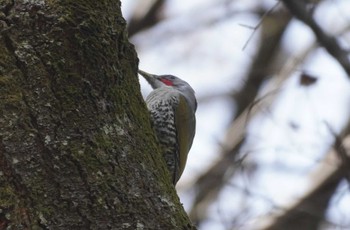 アオゲラ 小山田緑地公園 2022年3月17日(木)