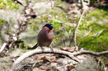 Eurasian Bullfinch(rosacea) 栃木県 Mon, 3/21/2022