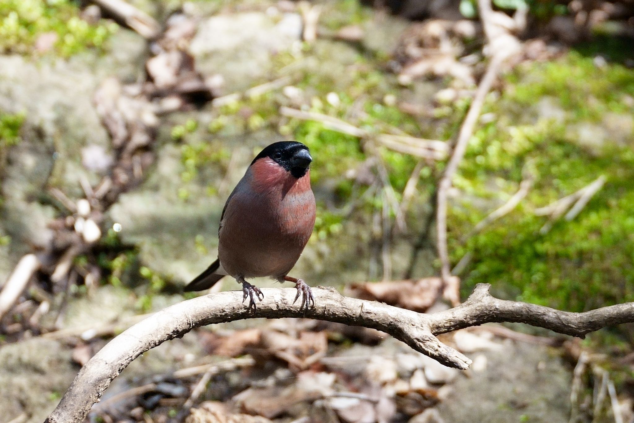 Photo of Eurasian Bullfinch(rosacea) at 栃木県 by はるる