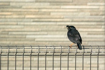 ハッカチョウ 兵庫県明石市 2017年1月25日(水)