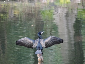 カワウ 井の頭公園 2022年3月20日(日)