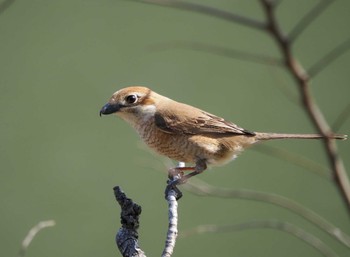 2022年3月21日(月) 三ツ池公園(横浜市鶴見区)の野鳥観察記録