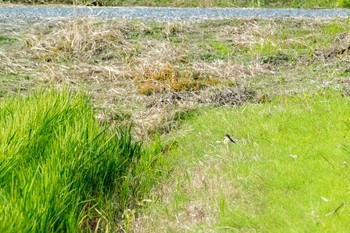 マミジロツメナガセキレイ 兵庫県明石市 2016年10月16日(日)